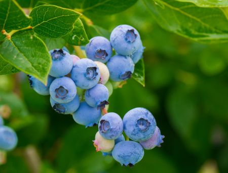 Bild für Anbieter Heidelbeeren von Karin